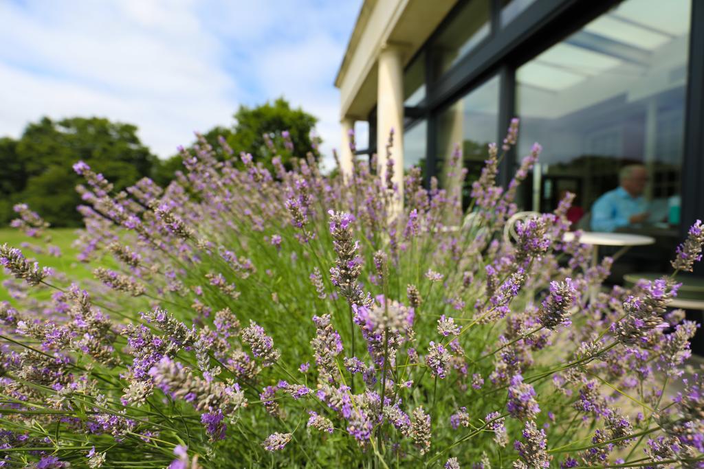 Hotel Du Vin Cannizaro House Wimbledon Λονδίνο Εξωτερικό φωτογραφία